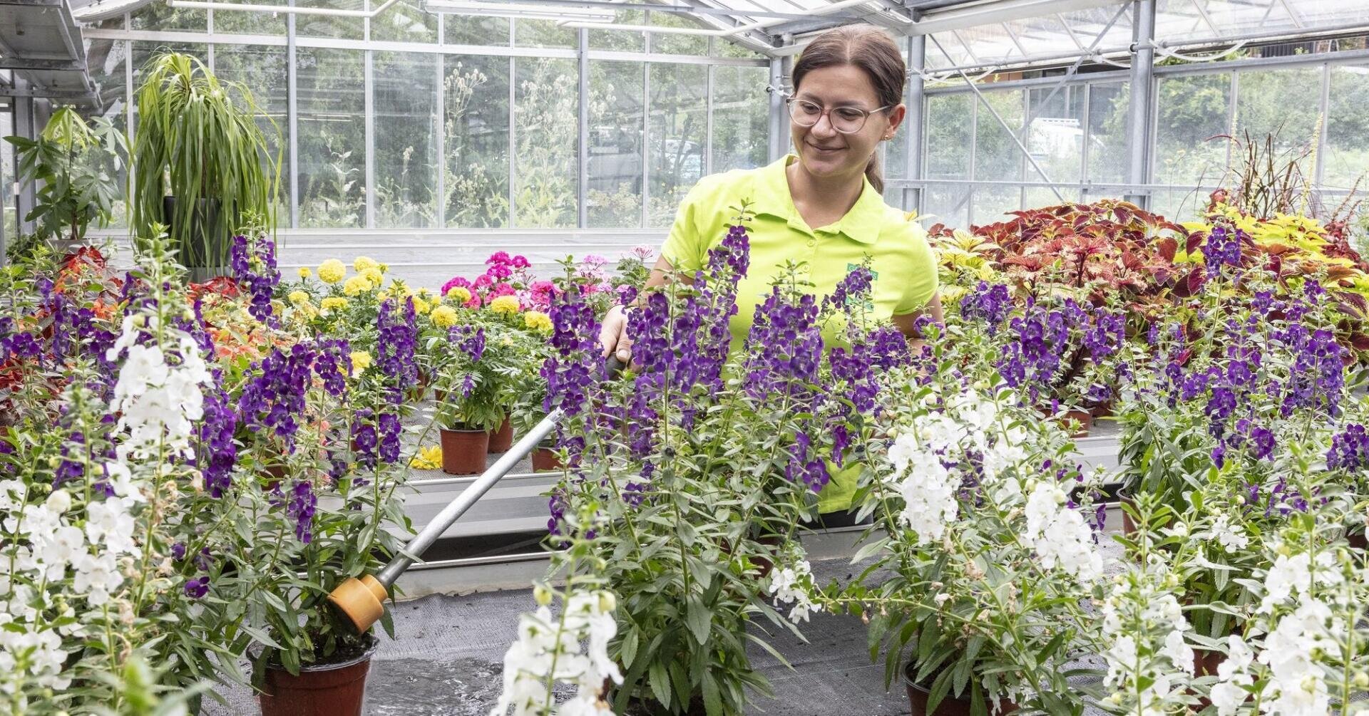 Eine Frau mit Brille und gelbem Hemd gießt lila und weiße Blumen in einem Gewächshaus voller Topfpflanzen.